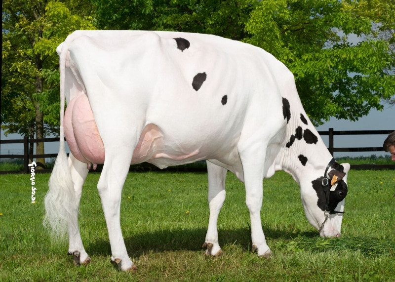 MURI PLANET POPSY - POPSTAR anyja